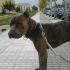 Leo, Pittbull in adozione