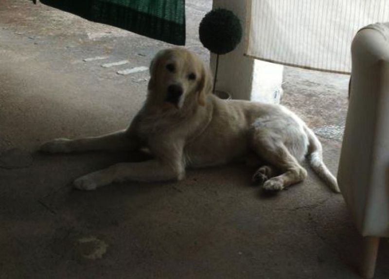 Centauro - Golden Retriever con pedigree in regalo