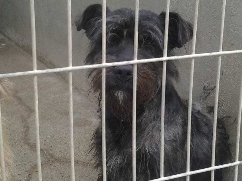 Incrocio cane schnauzer in regalo