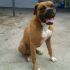 Regalo giovane cane di razza Boxer