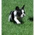 cerco cucciolo bulldog francese