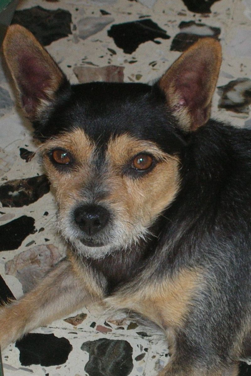 cerco chihuahua