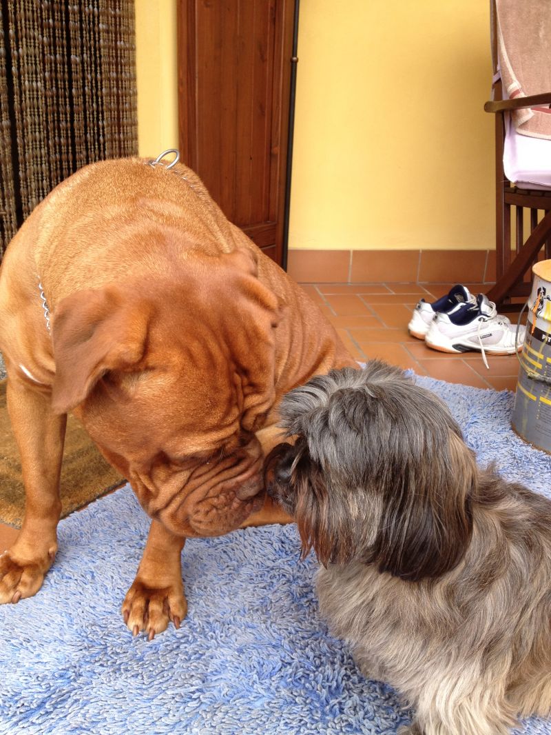 cerco cane molosso a basso costo o gratis