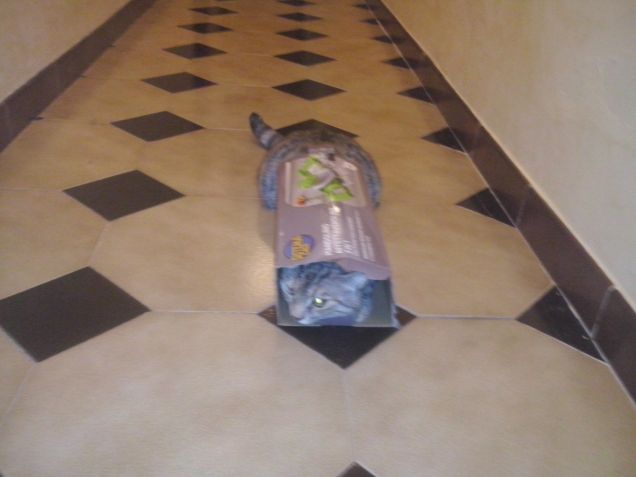 non c'è 2 senza 3: logica felina parte 3