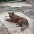 tigrotto dolce cane simil pastote olandese