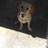 Chicca, meticcio segugio