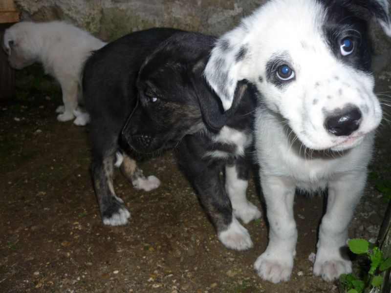 3 cucciole in cerca di una casa 