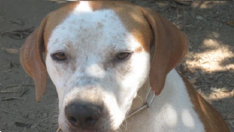 DYLAN CUCCIOLONE ABBANDONATO PER LE STRADE DI POMEZIA