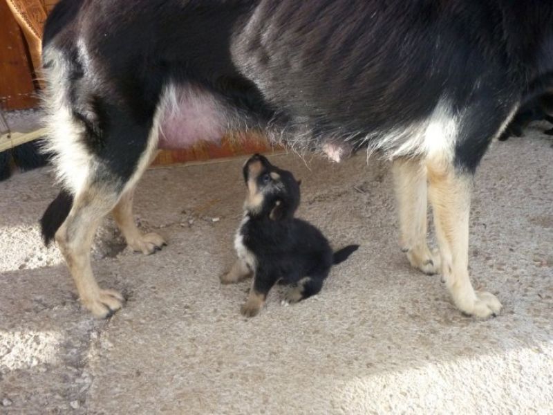 9 CUCCIOLI VAGANTI CON LA LORO MAMMA IN VIA DELLE MONACHELLE - POMEZIA CERCANO URGENTEMENTE CASA!!!! 