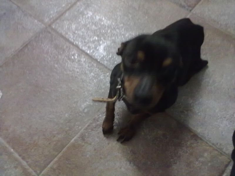 Regalo Pinscher Nano