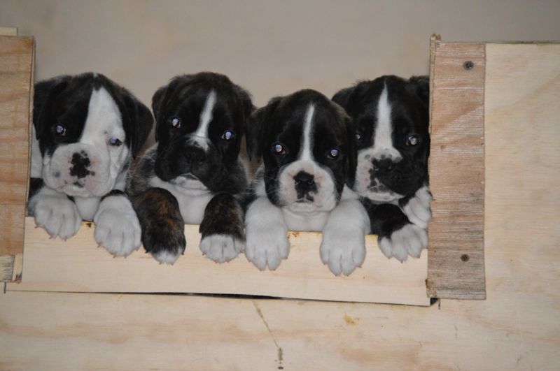 cuccioli di boxer