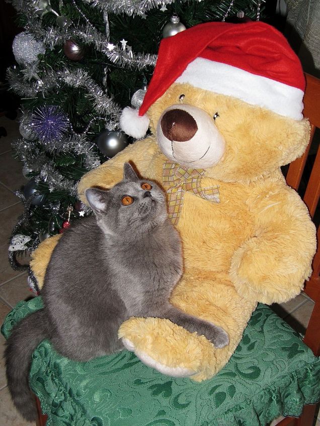 Buffy e l'orso di Natale