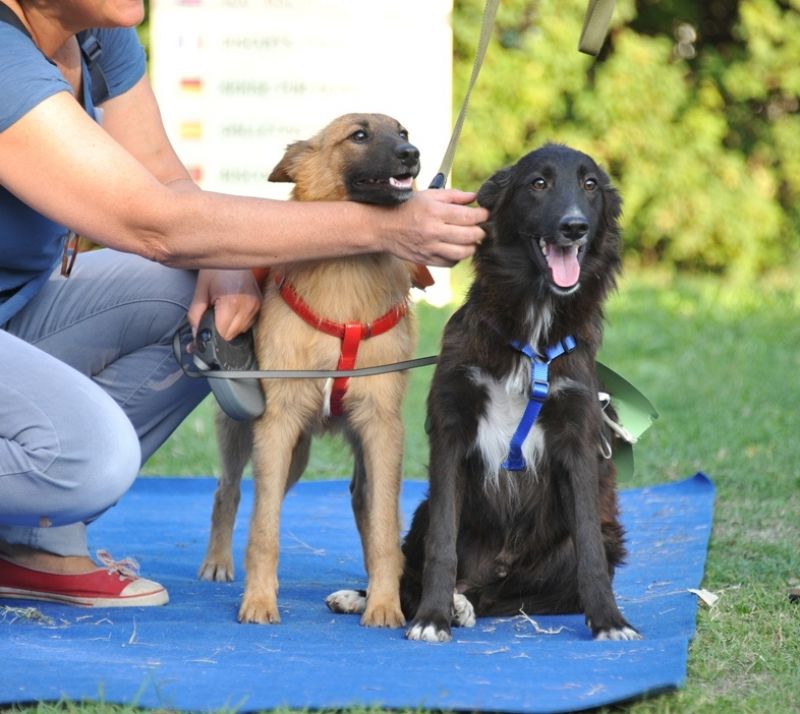 REGALO CUCCIOLI  tg. medio/piccola 