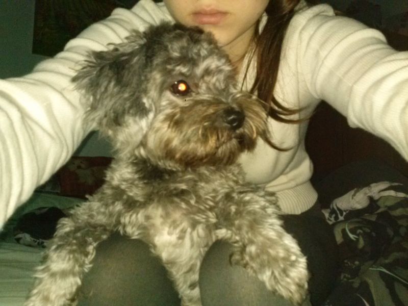 Vendo cagnolino taglia piccola
