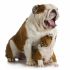 cerco bulldog inglese in regalo