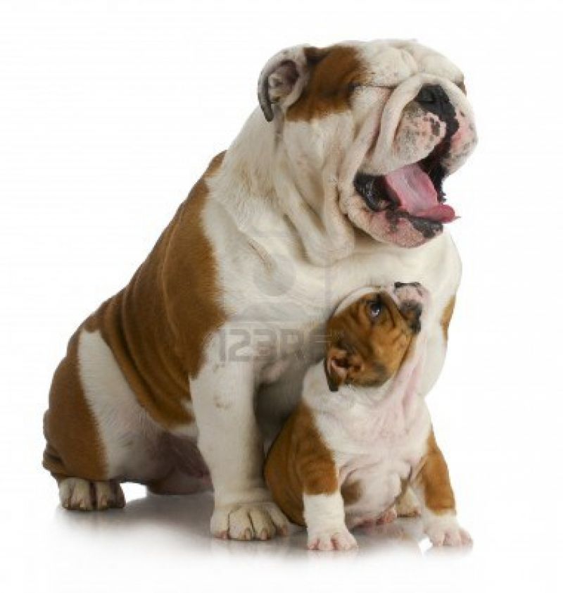 cerco bulldog inglese in regalo