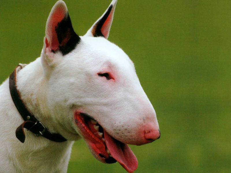 cerco bull terrier in regalo