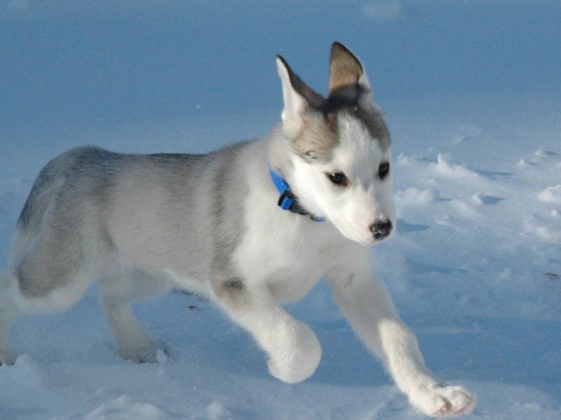 cerco cucciolo