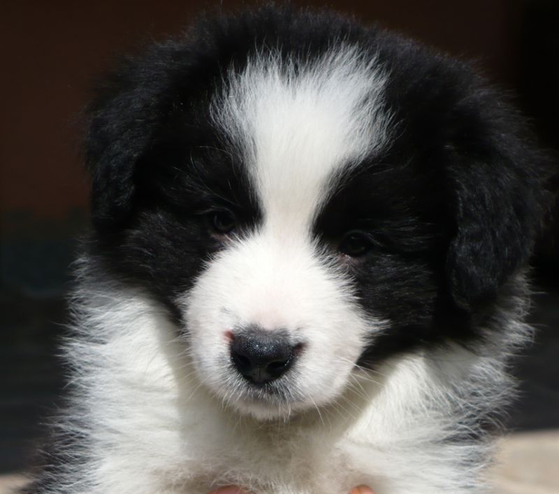 cerco cucciolo di border collie