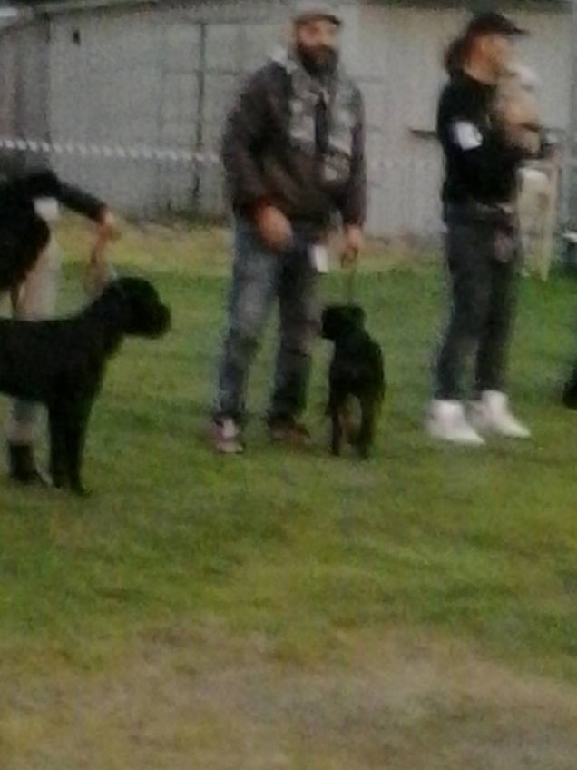 Tommy alle rassegne cinofile