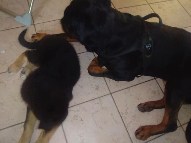 sempre insieme al mio fratellone