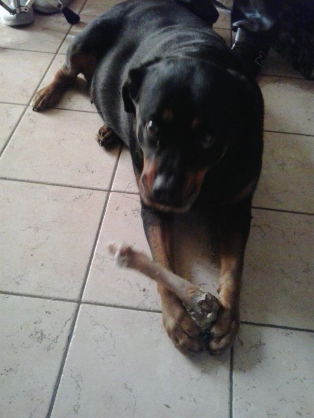 sia ben chiaro : quest'osso e' mio !