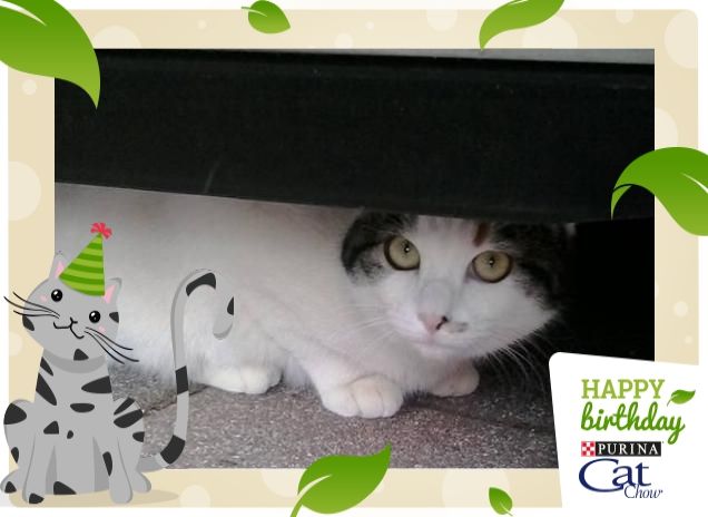 la Kinder controlla Tommy