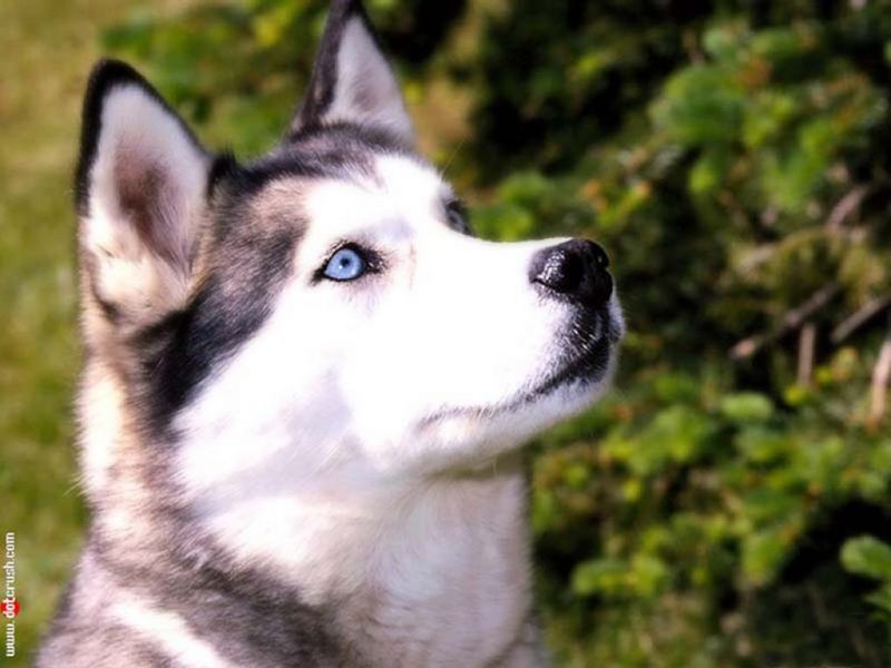 cucciolo di husky