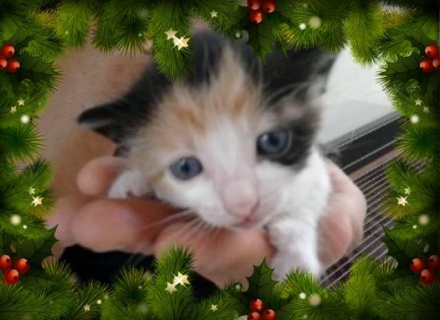 Il primo Natale per Kitty
