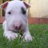 Cerco bull terrier da adottare o a buon prezzo