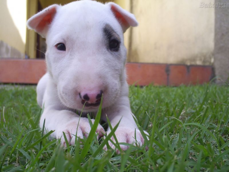 Cerco bull terrier da adottare o a buon prezzo