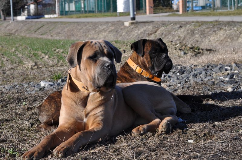 Cane Corso cerca fidanzata