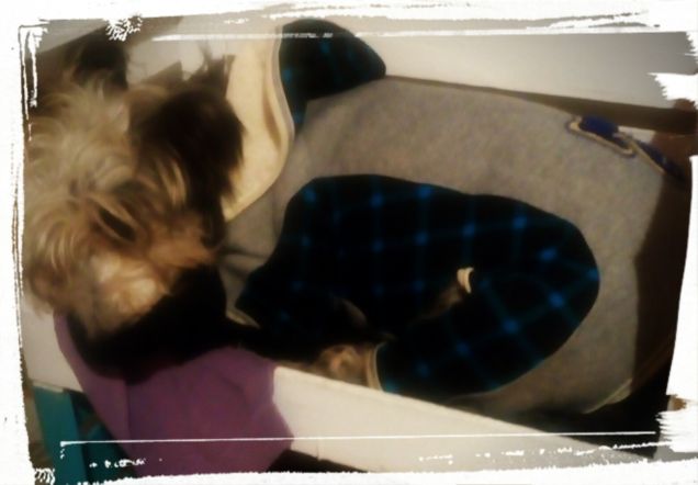 spino nella cuccia di willy