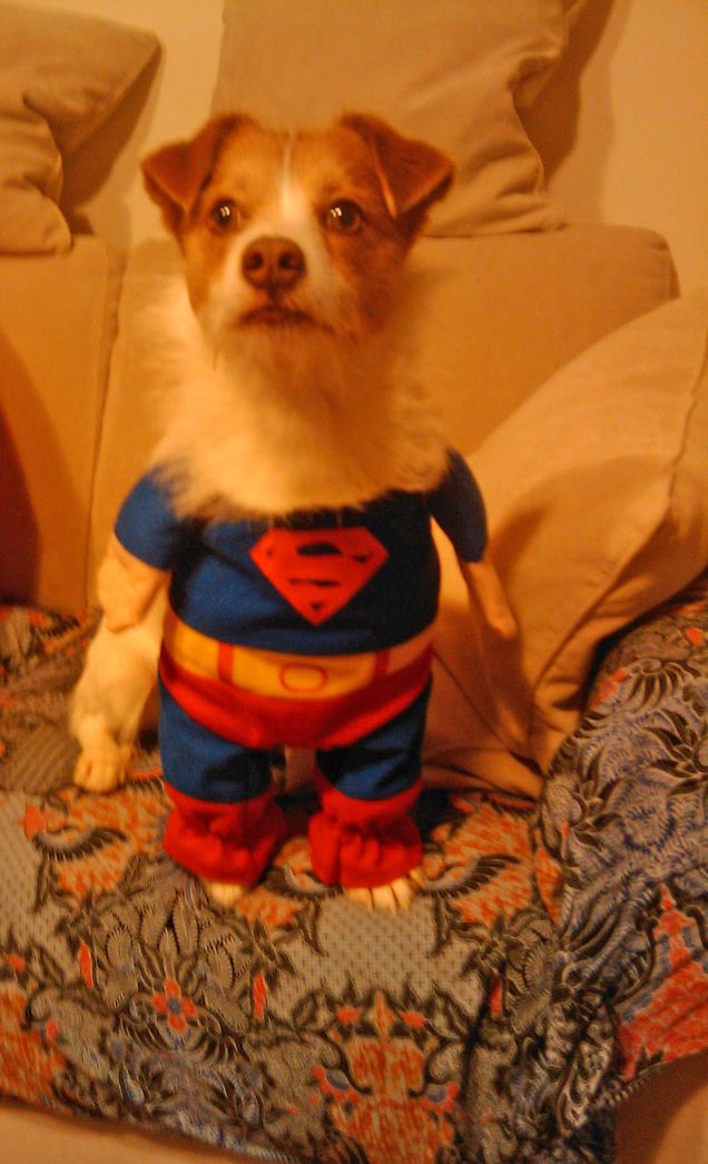 Superdog!