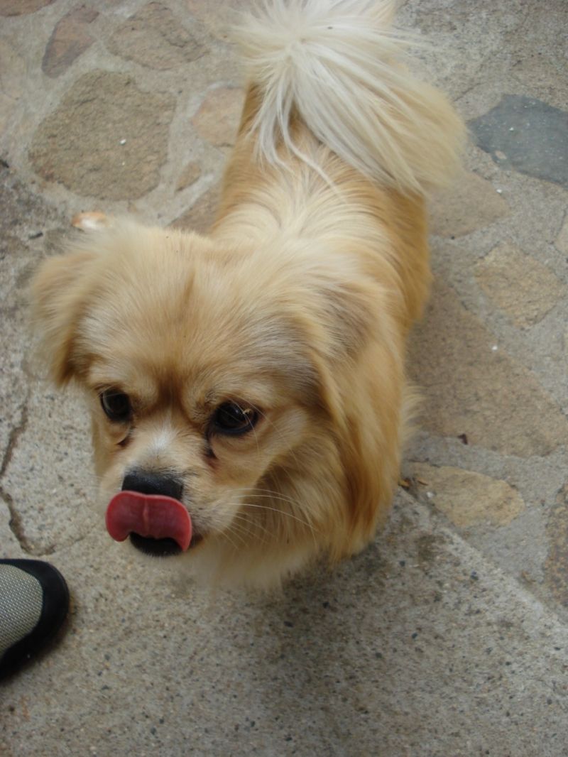 cerco cucciolo di cane