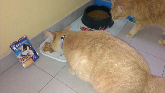 Maya e Felix Sensation