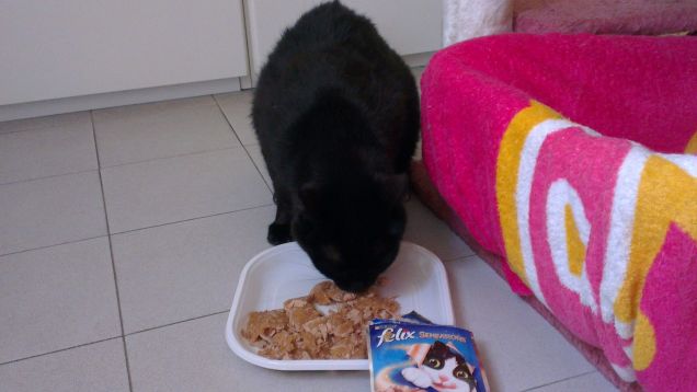 Canà e Felix Sensation