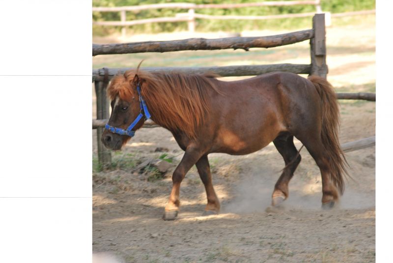 bellissimo pony cerca famiglia