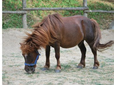 pony shetland