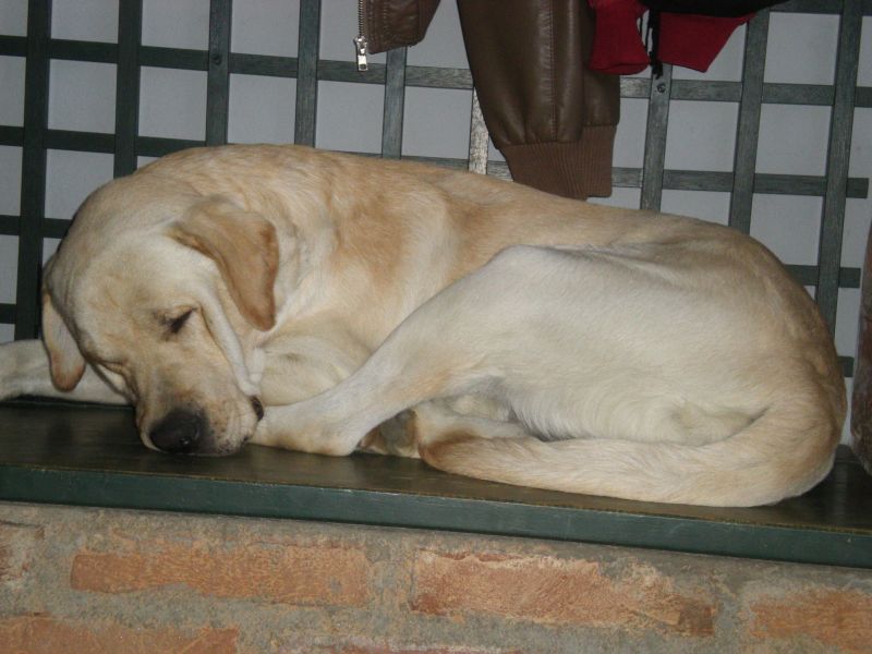 LABRADOR CERCA FIDANZATA