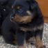 CUCCIOLI DI ROTTWEILER CON PEDIGREE