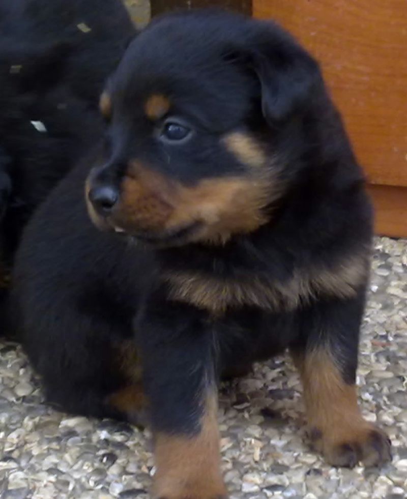 CUCCIOLI DI ROTTWEILER CON PEDIGREE