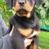 cerco cucciolo di rottweiller maschio