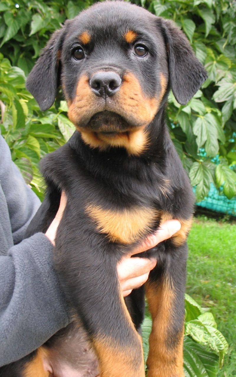 cerco cucciolo di rottweiller maschio