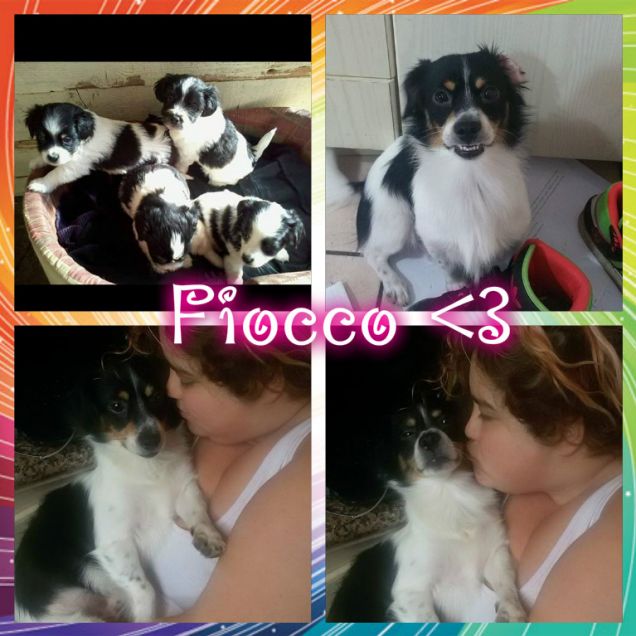 Fiocco 