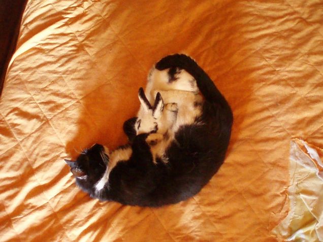 missile e pepe giocano