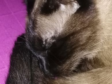 Micia