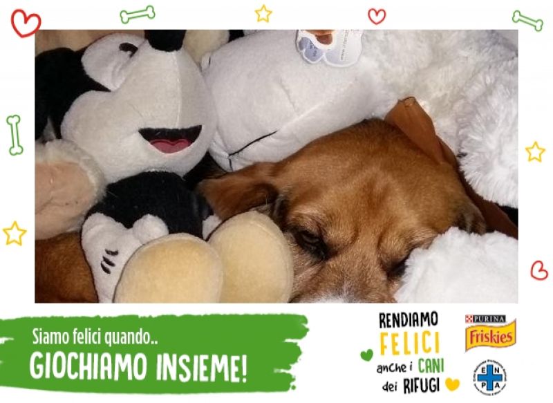 linus e i suoi amici