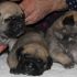 cuccioli bullmastiff