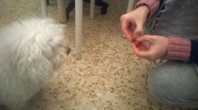 il mio cane con lo snack adventuros